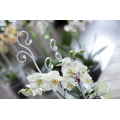 Опора для орхідей Orchid Sticks 